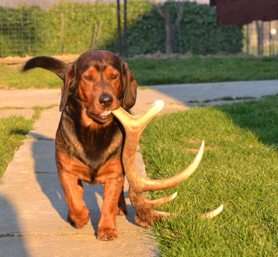 ...poď parožtek môj, pôjdeme spolu na prechádzku...:-)!