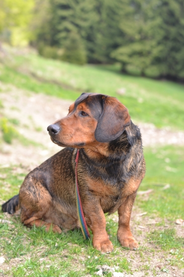 ...jazýček schovaný...:-)! (pre Binku)