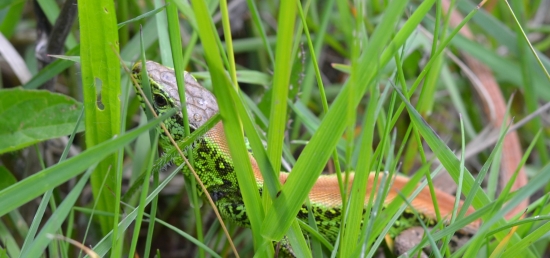 ...dokonalé maskovanie...:-)!