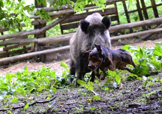 ...vedieť včas zdúchnúť...:-) !