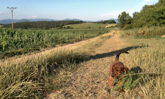 ...malý aportér...:-)!