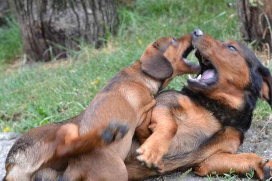 ...skúšky v BL - papuľa v papuli... :-) !