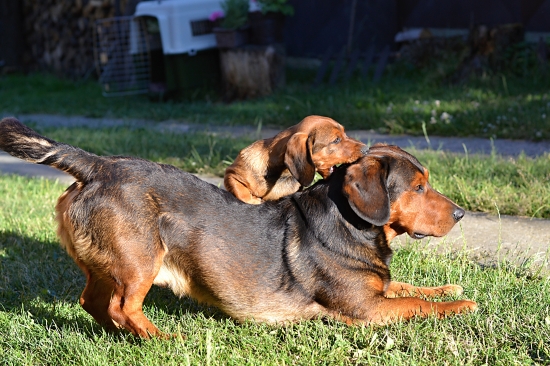 ...ako si Drago Kazanka osedlal...:-)!