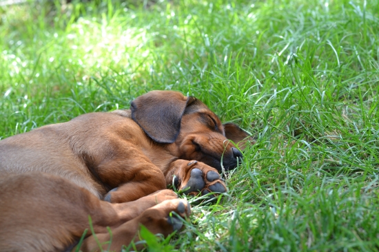 ...unavený pes je dobrý pes...:-) !