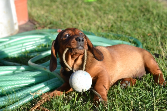 ...šialené šteniatko...:-)!