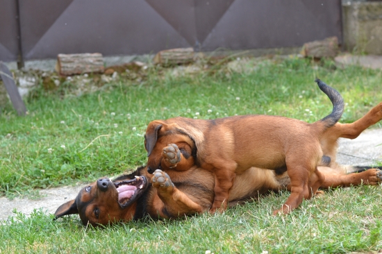 ...pokus o amputáciu končatiny...:-)!