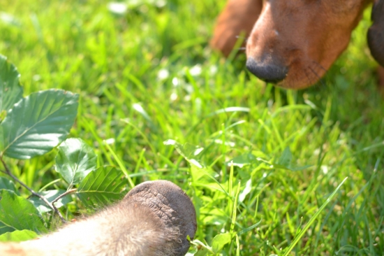 ...rypáčik versus ňufáčik...:-)!