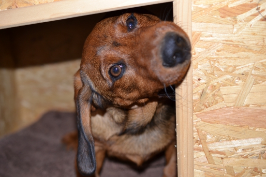 ...úprava búdy podľa predstáv Draga...:-)!