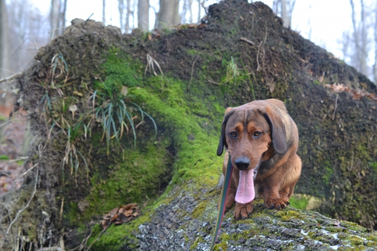 ...maličký Draguško... :-) !