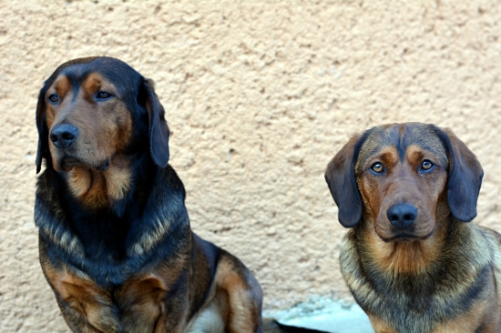 ...alpský jazvečíkovitý durič alebo zlatíčka moje :-) !