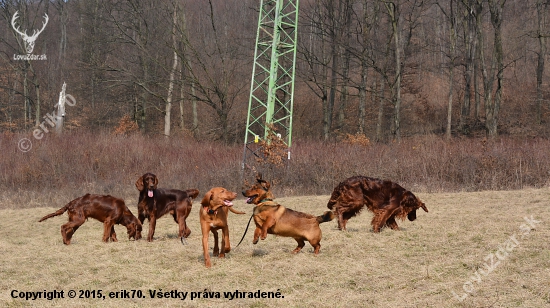 ...čím viac psov tým lepšie... :-) !