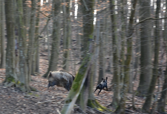 ...slovenská špecialita - lietajúci kopov...:-)!