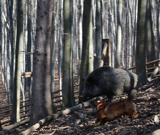 ...Dragove prvé pokusy...:-) !