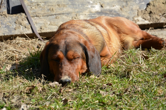 ...únava po tréningu v obore... :-) !