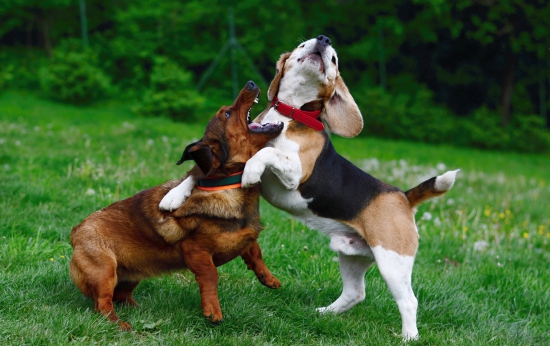 ...Drago a Maximilián alebo ja ťa tááák milujem...:-) !