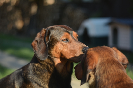 ...kamoši alebo dedo s vnukom...:-)