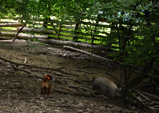 ...Dragove snaženie... :-)