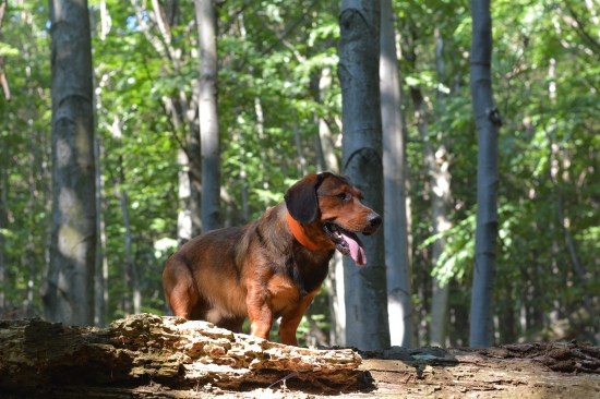 ...nedeľný výlet s pánom Dragom ... :-) !