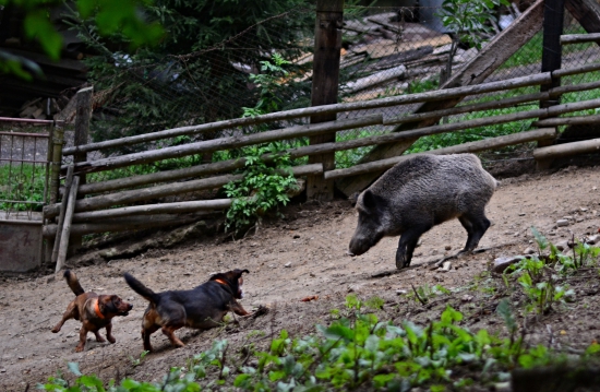 ...chalani to roztočili...:-) !