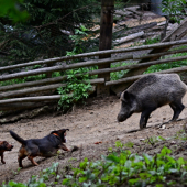 ...chalani to roztočili...:-) !