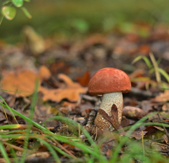 ....krásavec... :-)