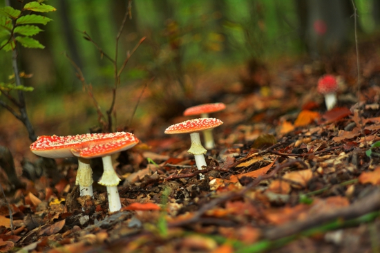 ...dievčence nejako ste nakrivo... :-)