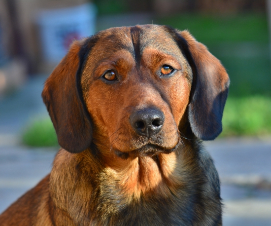 ...Draguško... :-) !