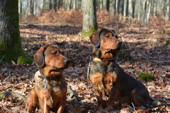 ...parťáci na spoločné poľovačky...:-) !