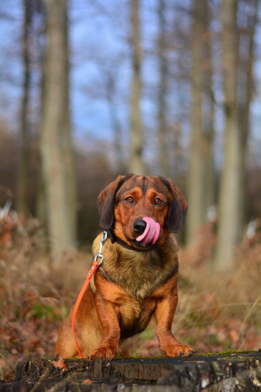 ...jazyk má po Kazanovi...:-) !