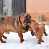 ....V dolináááááách....alebo duet Drago a Bono... :-) !