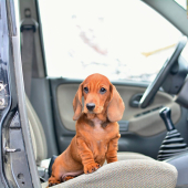 ...malý závozník... :-)