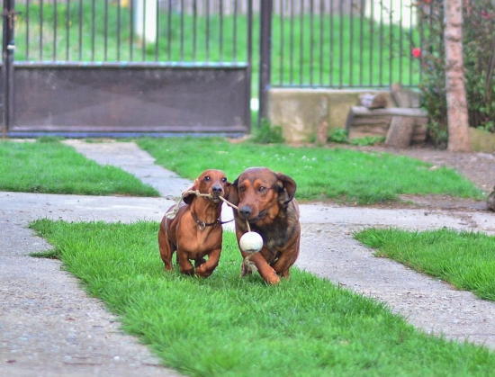 ...keď sa daxlík kamoší s jazvečíkom...:-)