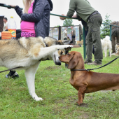 ...keď takto vyrastieš bude z teba ozajstný pes... :-)