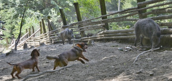 ...ber si diviačikááá... :-)!