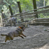 ...ber si diviačikááá... :-)!