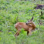 ...srnečka fešandička...:-)!