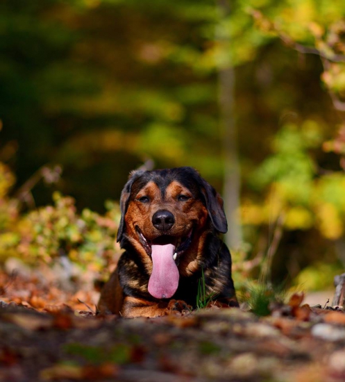 ...lesná príšerka...:-)