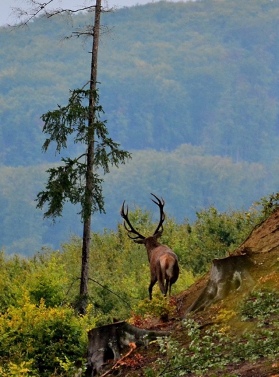 ...odchádzam, nemá to tu úroveň...:-) !
