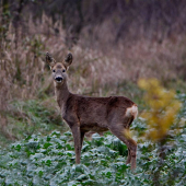 ...už v zimnom šate...:-)