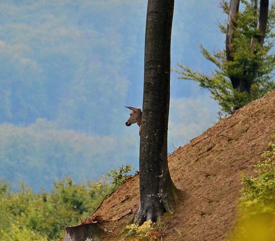 ...asi nejaká abnormalita, na buku rastie hlava?...:-) !
