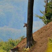 ...asi nejaká abnormalita, na buku rastie hlava?...:-) !