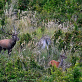 ...kráľ si vybral kráľovnú...:-) !