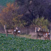 ...niekto už zhodil, niekto ešte nie...:-) !