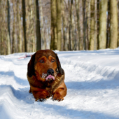 ...Draguško užíva zimu...:-)