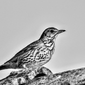 ...drozdííík...:-) !