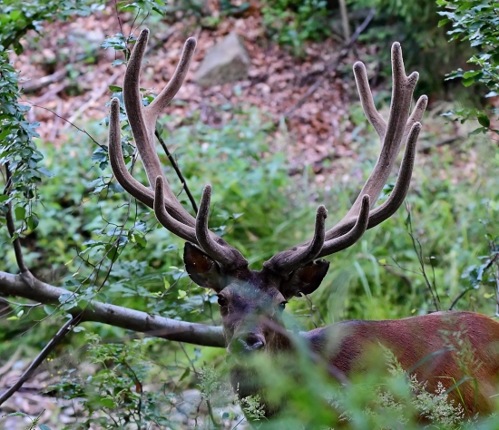 ...uško deravé...:-)