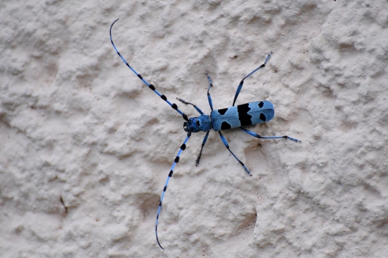 ...to sú ale fúziskááá...:-) !