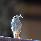 ...na večeru dnes bude muška, muška a ako príloha k tomu bude ...muška...:-) !