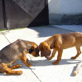 ...aj ja chcem kúsok....