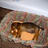 ...prvá noc v novom domove....